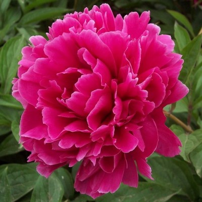 菏泽牡丹苗
