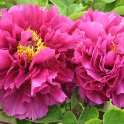 菏泽牡丹苗