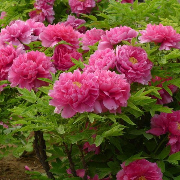 芍药苗 牡丹苗