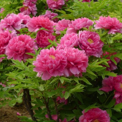 芍药苗 牡丹苗